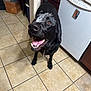 dog, black_dog, happy, tongue_out, kitchen, tile_floor, dishwasher, cabinet, indoor, pet, animal, looking_up, tail_wagging, floor_tile, domestic, playful, powder_on_head, mouth_open, canine, collar