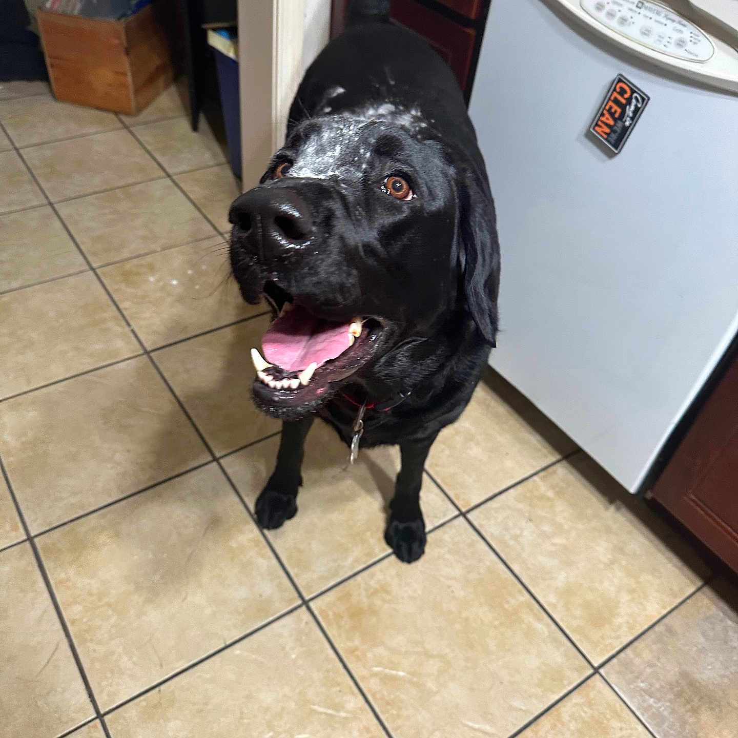 Paco Loco is registered to the contest to win money with this photo: animal, black_dog, cabinet, canine, collar, dishwasher, dog, domestic, floor_tile, happy, indoor, kitchen, looking_up, mouth_open, pet, playful, powder_on_head, tail_wagging, tile_floor, tongue_out