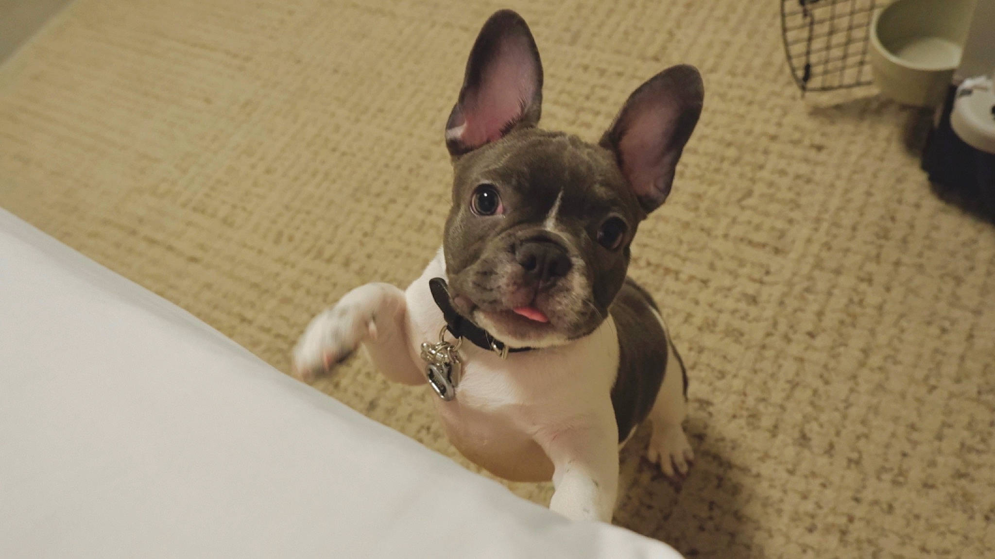 Jiro joined the competition — help win amazing prizes! boston_terrier, canidae, carnivore, companion_dog, dog, dog_breed, ear, fawn, french_bulldog, mammal, non_sporting_group, puppy, rare_breed_dog, snout, sporting_group, toy_bulldog, vertebrate, whiskers