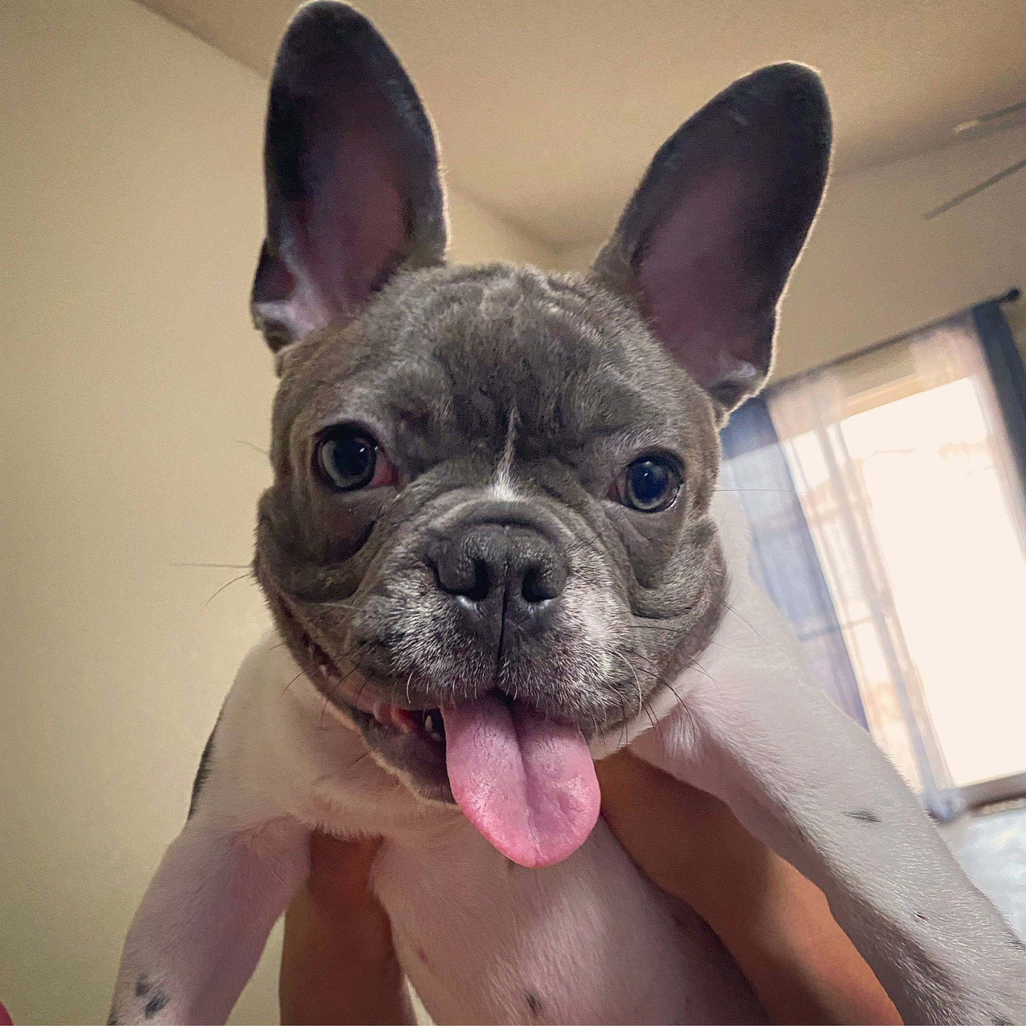 Jiro joined the competition — help win amazing prizes! bulldog, canidae, carnivore, close_up, companion_dog, dog, dog_breed, ear, eye, fawn, french_bulldog, head, mammal, non_sporting_group, nose, puppy, skin, snout, toy_bulldog, vertebrate