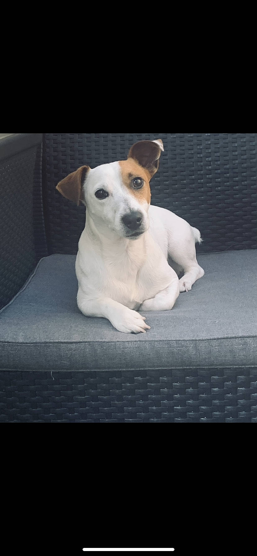 Thanos participe au concours pour gagner de l'argent avec cette photo : canidae, carnivore, comfort, companion_dog, couch, dog, dog_breed, fawn, flooring, irishjacks, linens, paw, rectangle, snout, sporting_group, street_dog, tail, terrestrial_animal, whiskers, working_animal