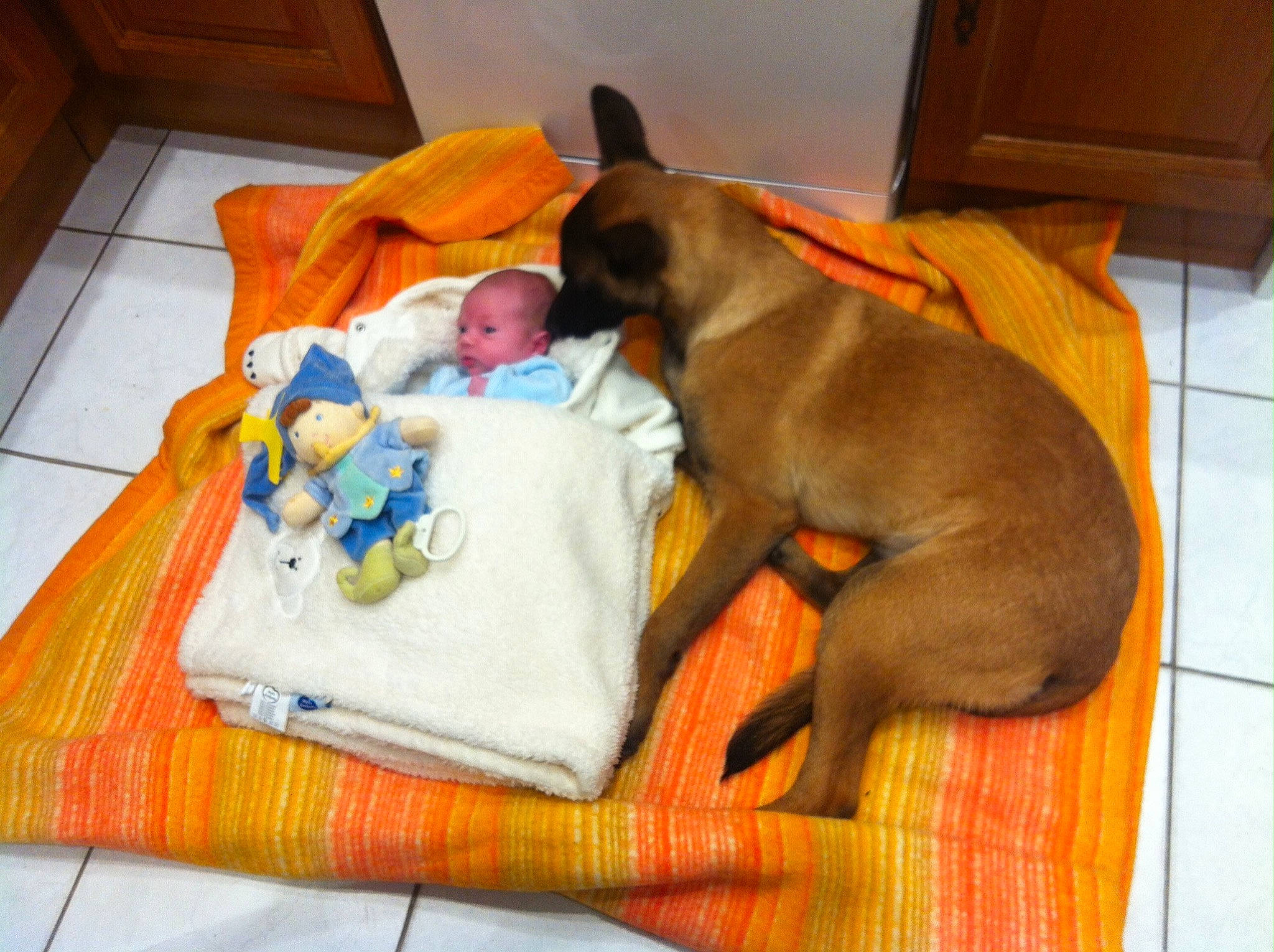 Bijoux a rejoint le concours — aidez-le/la à gagner de superbes lots ! black_mouth_cur, boerboel, boxer, bullmastiff, canidae, carnivore, companion_dog, dog, dog_bed, dog_breed, fawn, great_dane, nap, non_sporting_group, rhodesian_ridgeback