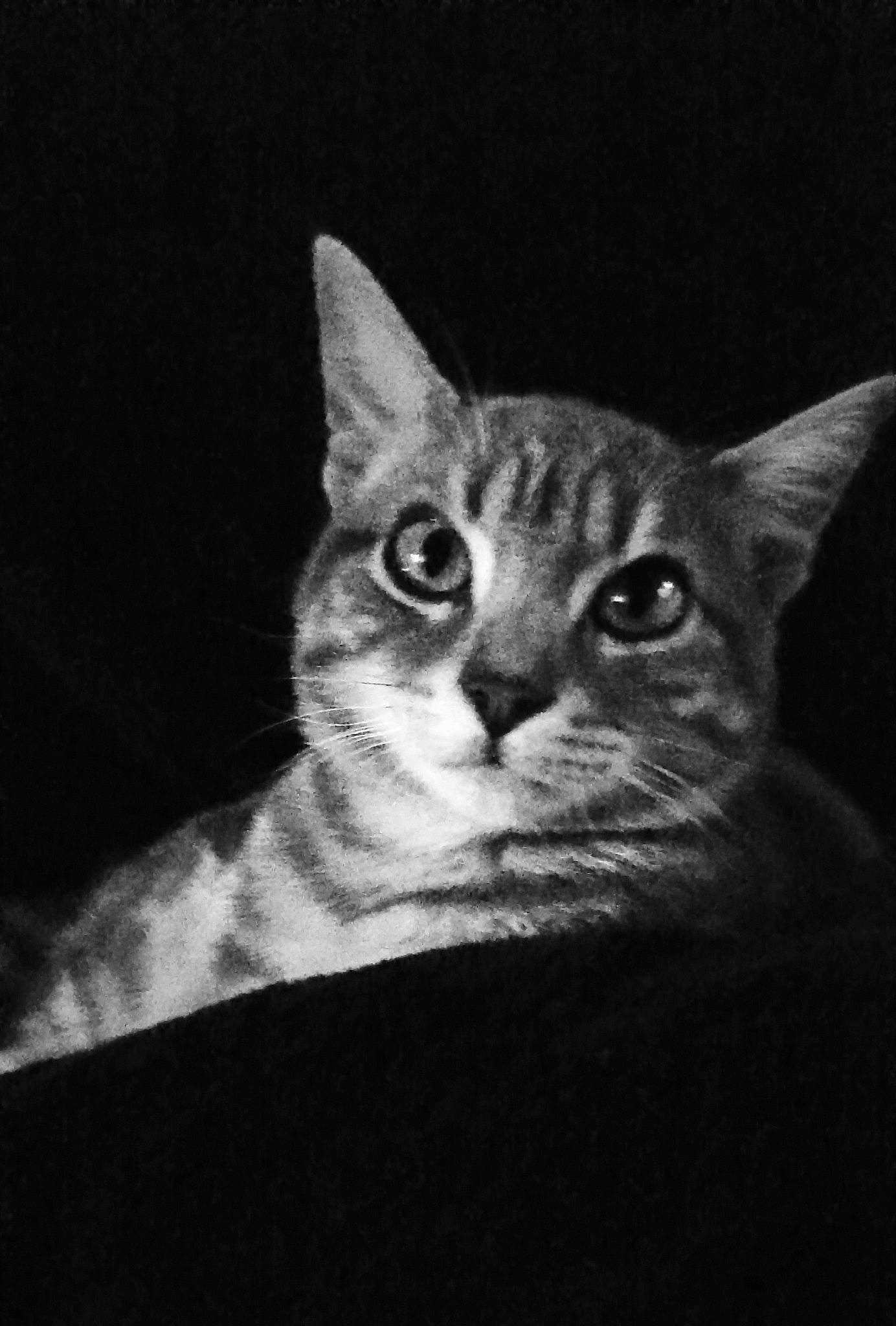 Minette