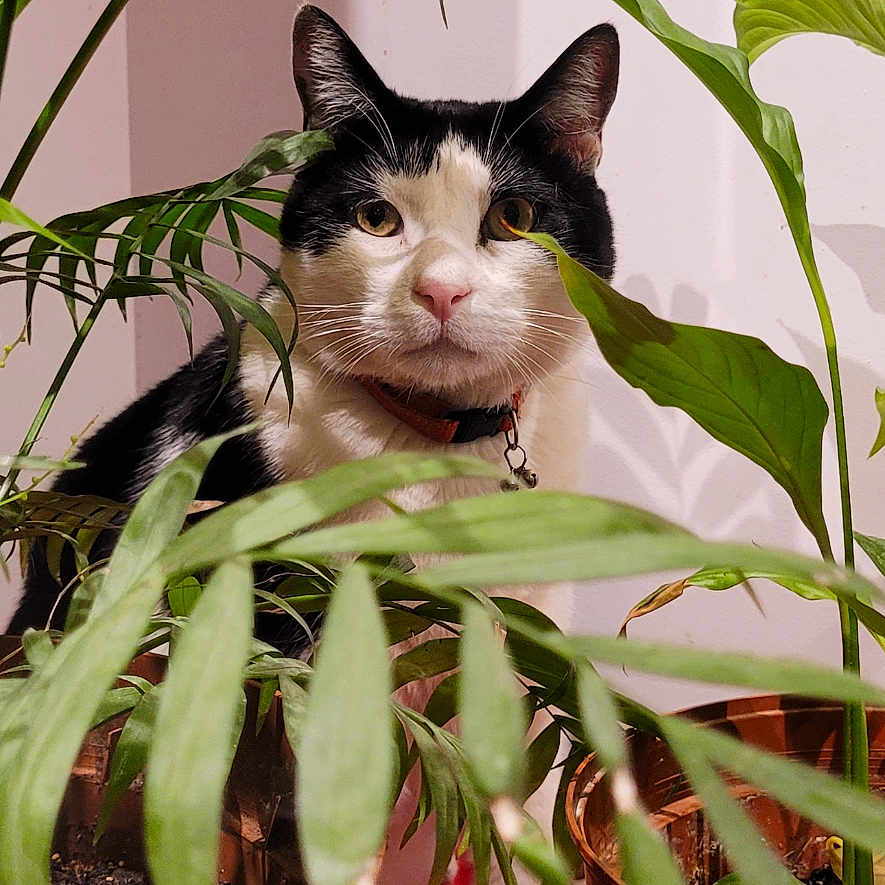 Guizmo a rejoint le concours — aidez-le/la à gagner de superbes lots ! animal, black_and_white, cat, closeup, collar, cozy, curious, domestic_cat, feline, greenery, houseplant, indoor, indoor_plant, leaf, nature, pet, plant_leaf, potted_plant, terracotta_pot, whiskers