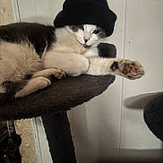 Sky is registered to the contest to win money with this photo: cat, tuxedo_cat, beanie, hat, pet, indoor, cat_tree, paw, whiskers, relaxed, cozy, fur, portrait, cute, animal, lounging, shelf, furniture, white_wall, playful