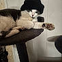 cat, tuxedo_cat, beanie, hat, pet, indoor, cat_tree, paw, whiskers, relaxed, cozy, fur, portrait, cute, animal, lounging, shelf, furniture, white_wall, playful