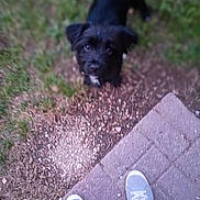 Coco joined the competition — help win amazing prizes! animal, black_dog, casual, curious, daylight, dog, footwear, grass, ground, human_feet, looking_up, nature, outdoor, path, pavement, person, pet, sidewalk, sneakers, walking