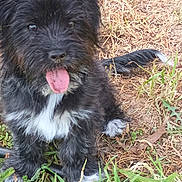 Cici is registered to the contest to win money with this photo: adorable, animal, black_fur, canine, cute, dog, fur, grass, happy, nature, outdoor, pet, playful, puppy, sitting, small_dog, tongue, tongue_out, white_fur, young_dog