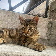 Mazikeen a rejoint le concours — aidez-le/la à gagner de superbes lots ! cat, tabby, animal, pet, feline, relaxed, concrete, steps, outdoor, urban, stone, wall, metal, structure, ears, whiskers, eyes, paws, laying, calm