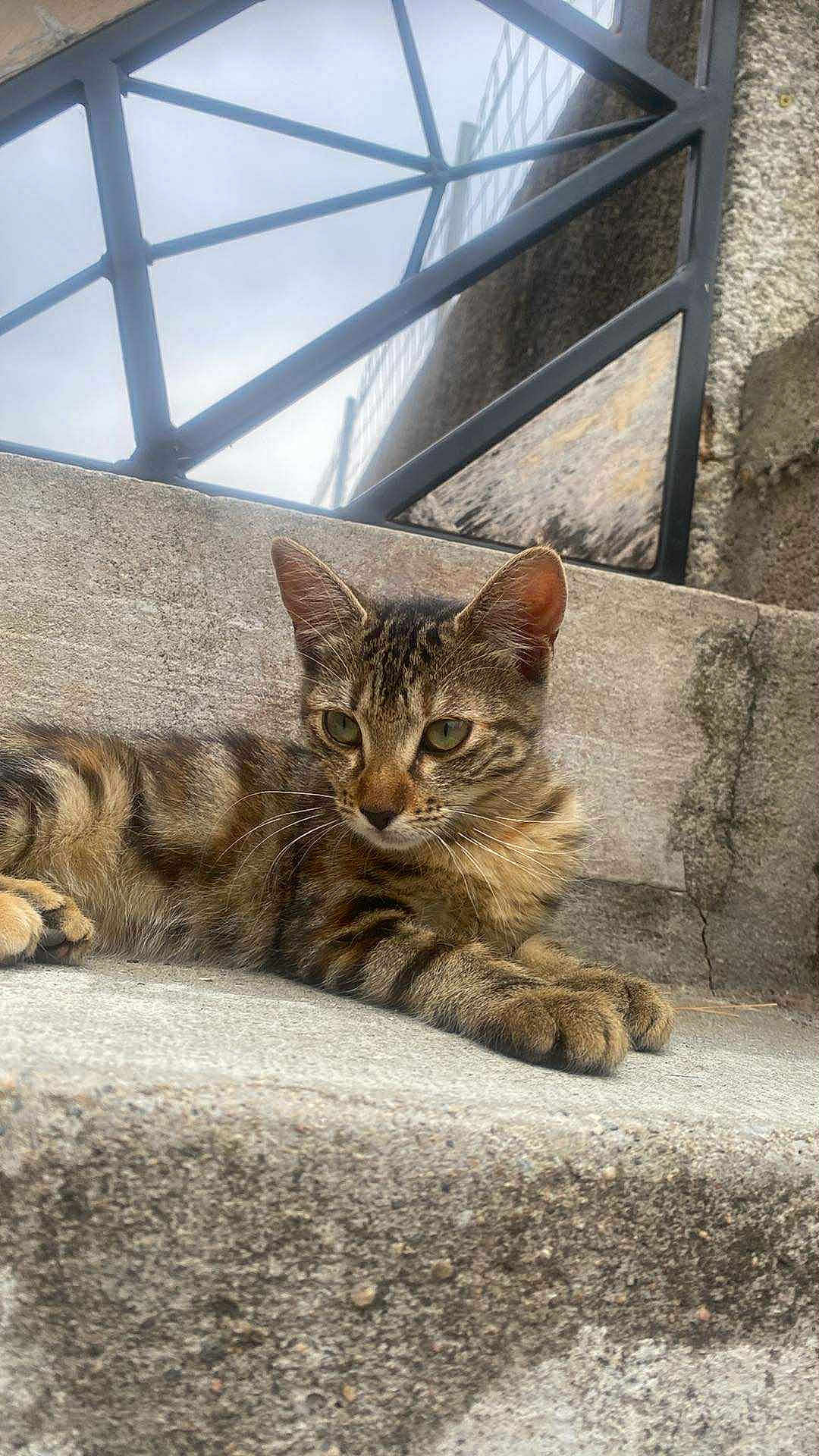Mazikeen a rejoint le concours — aidez-le/la à gagner de superbes lots ! cat, tabby, animal, pet, feline, relaxed, concrete, steps, outdoor, urban, stone, wall, metal, structure, ears, whiskers, eyes, paws, laying, calm