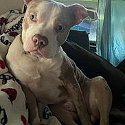 Ryder is registered to the contest to win money with this photo: animal, blanket, brown_and_white, canine, comfort, cozy, curious, dog, domestic_animal, fabric, fur, head_tilt, indoor, ladybug_pattern, looking_at_camera, pet, relaxed, resting, seated, window_light