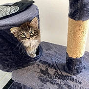 Bernie a rejoint le concours — aidez-le/la à gagner de superbes lots ! cat, kitten, fluffy, tabby, long_hair, blue_eyes, face, whiskers, animal, pet, curious, adorable, cat_tree, scratching_post, pet_furniture, hideout, indoor, portrait, grooming_brush, vertical_photo