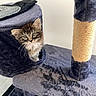 cat, kitten, fluffy, tabby, long_hair, blue_eyes, face, whiskers, animal, pet, curious, adorable, cat_tree, scratching_post, pet_furniture, hideout, indoor, portrait, grooming_brush, vertical_photo