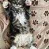 cat, kitten, fluffy, black_and_white, long_hair, paw_pads, pink_paws, toe_beans, whiskers, green_eyes, lying_down, belly_up, adorable, cute, pet, animal, blanket, paw_prints, indoor, portrait