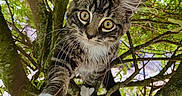 Bernie participe au concours pour gagner de l'argent avec cette photo : cat, kitten, tabby, animal, pet, feline, whiskers, green_eyes, white_paws, striped_fur, tree, branches, leaves, foliage, outdoors, nature, climbing, portrait, curious, close_up