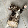 cat, kitten, fluffy, black_and_white, long_hair, lying_down, back, paws, pink_paw_pads, golden_eyes, whiskers, ears, white_chest, furry, pet, indoor, tile_floor, portrait, playful, adorable