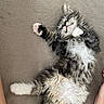 cat, kitten, fluffy, long_hair, tuxedo_cat, black_and_white, white_paws, pink_paw_pads, whiskers, closed_eyes, sleeping, relaxed, lying_down, belly_up, raised_paw, indoor, couch, fabric, cozy, pet