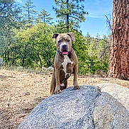 Rookie joined the competition — help win amazing prizes! dog, rock, forest, trees, nature, outdoor, sunny, animal, canine, panting, greenery, adventure, park, daytime, bark, pet, wildlife, tree_trunk, woods, landscape