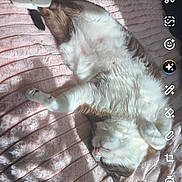 Snowy is registered to the contest to win money with this photo: animal, cat, cozy, cute, domestic, feline, fur, indoor, mammal, nose, paw, peaceful, pet, pink_blanket, relaxing, resting, sleeping, soft_texture, sunlight, whiskers