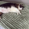 Snowy joined the competition — help win amazing prizes! animal, bed, blanket, cat, comfortable, cozy, cute, domestic_animal, feline, fur, indoor, mammal, nap, paw, pet, relaxed, resting, sleeping, soft, whiskers