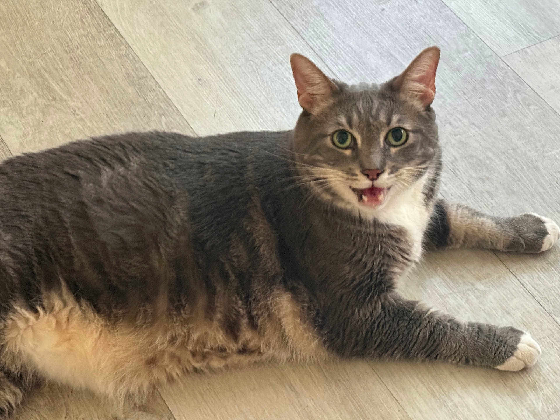 Henry joined the competition — help win amazing prizes! cat, gray_cat, white_paws, lying_down, indoor, wooden_floor, pet, feline, fur, whiskers, ears, eyes, mouth_open, animal, cute, domestic_cat, relaxed, portrait, close_up, house_pet