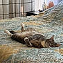 Henry is registered to the contest to win money with this photo: cat, bed, quilt, patterned_bedspread, gray_cat, white_cat, lying_down, relaxed, indoor, nightstand, lotion_bottle, salt_lamp, curtains, window, natural_light, pet, feline, fur, resting, home