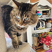 Fluffy is registered to the contest to win money with this photo: cat, tabby, blue_eyes, fur, whiskers, cat_tree, indoor, curious, pet, furniture, flowers, decor, shelf, cozy, closeup, animal, household, domestic_cat, soft, mammal