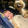 baby, child, car_seat, blanket, dog, pet, smile, happy, fur, cute, indoor, portrait, infant, car_interior, seatbelt, friendship, companion, cozy, animal, young
