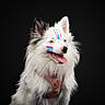 dog, white_dog, face_paint, pink, blue, fluffy, pet, animal, portrait, studio, black_background, happy, tongue_out, ears_up, cute, playful, canine, domestic_animal, smiling, harness