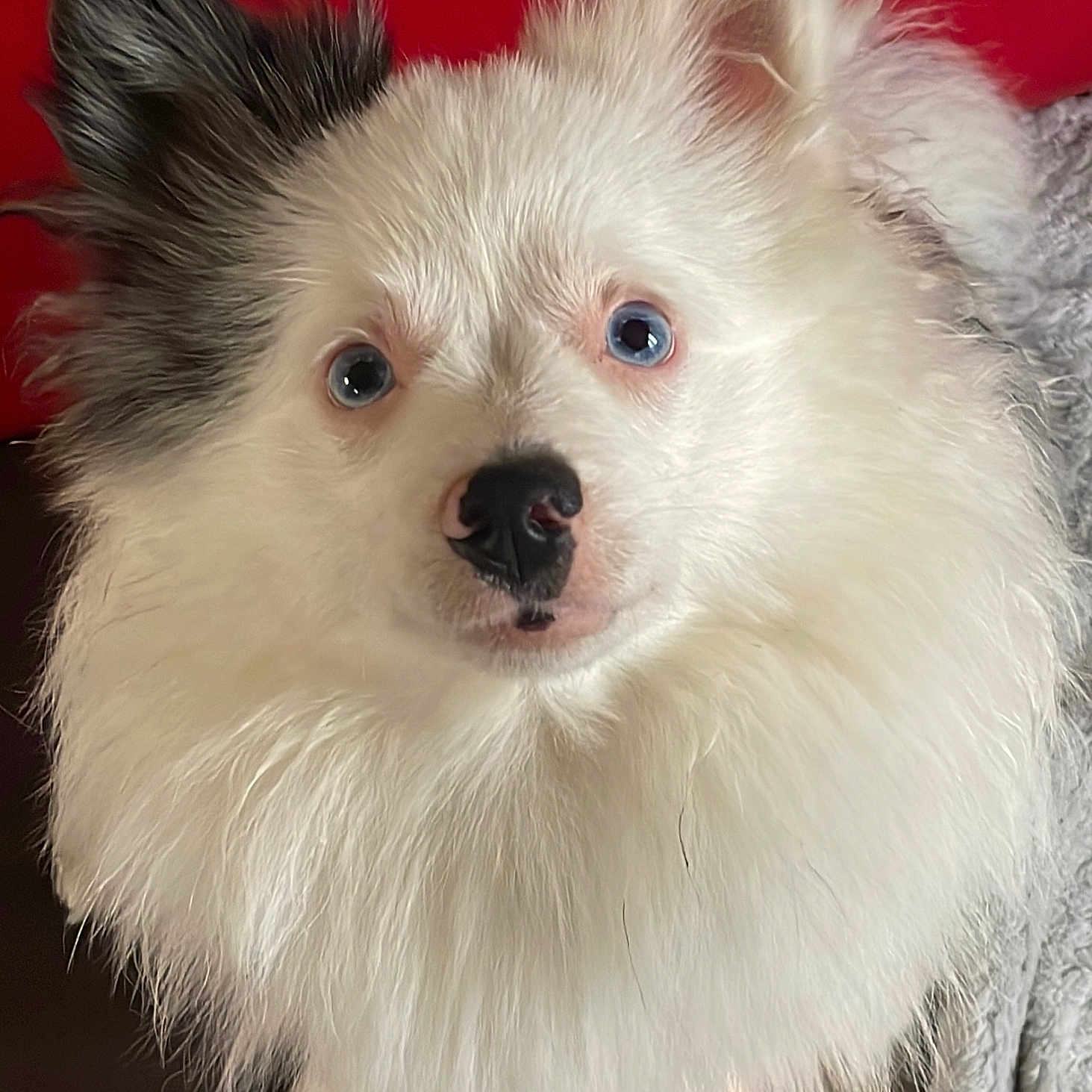 Nala