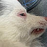 dog, white_dog, close_up, face, side_profile, teeth, nose, eye, fur, pet, animal, resting, sleepy, pink_nose, sharp_teeth, blue_eye, texture, indoor, curious, snout