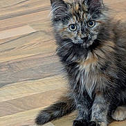 Micha joined the competition — help win amazing prizes! kitten, cat, tortoiseshell, fluffy, fur, pet, animal, floor, wooden_floor, sitting, cute, curious, young, indoor, whiskers, ears, tail, paws, portrait, domestic_cat