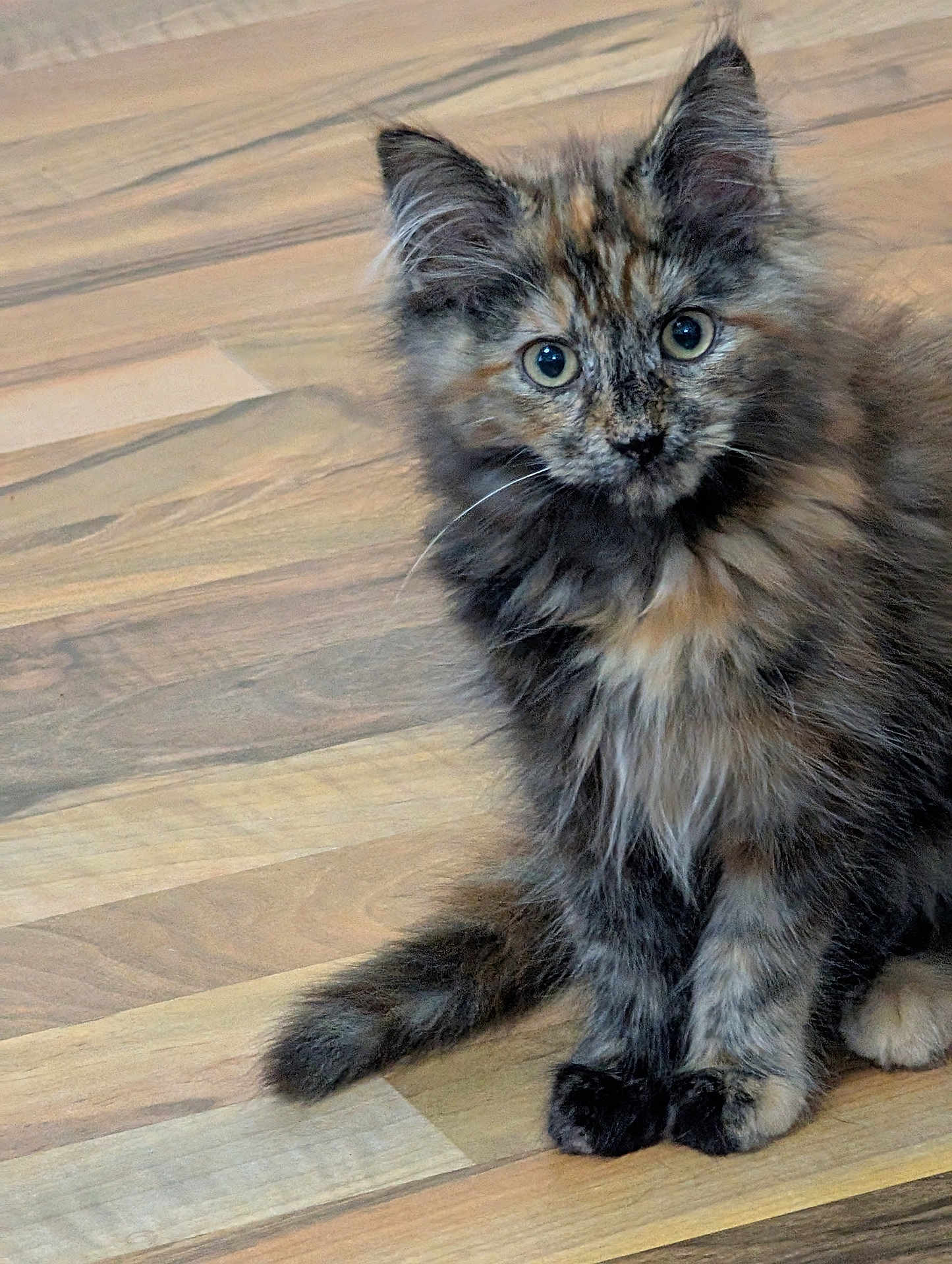 Micha joined the competition — help win amazing prizes! kitten, cat, tortoiseshell, fluffy, fur, pet, animal, floor, wooden_floor, sitting, cute, curious, young, indoor, whiskers, ears, tail, paws, portrait, domestic_cat