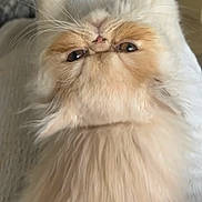 Gizmo a rejoint le concours — aidez-le/la à gagner de superbes lots ! cat, fluffy, cream_color, upside_down, lying_down, whiskers, paws, cute, pet, indoor, fur, close_up, relaxed, animal, face, eyes, home, cozy, soft, adorable