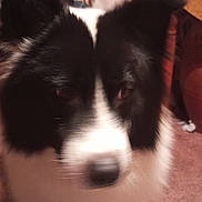 Uchu a rejoint le concours — aidez-le/la à gagner de superbes lots ! blurry, border_collie, carpet, close_up, coat, curtain, dog, ears, eyes, fur, furniture, indoor, low_light, nose, paw, pet, portrait, table, tail, watermark