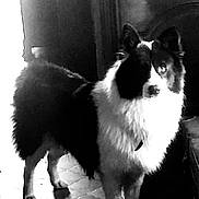 Uchu participe au concours pour gagner de l'argent avec cette photo : black_and_white, border_collie, collar, companion, dog, doorway, eye_contact, fluffy, fur, high_contrast, indoor, lighting, paws, pet, portrait, shadow, standing, stare, tail, wood_floor