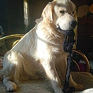 Uly participe au concours pour gagner de l'argent avec cette photo : dog, golden_retriever, pet, canine, fur, sitting, indoor, sunlight, shadow, bed, blanket, paw, muzzle, nose, eyes, black_sock, fabric, cozy, portrait, home_interior