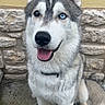 Aïko participe au concours pour gagner de l'argent avec cette photo : dog, husky, siberian_husky, blue_eyes, heterochromia, portrait, sitting, happy, smiling, tongue_out, open_mouth, fluffy, fur, ears, collar, outdoor, stone_wall, yellow_wall, canine, pet