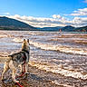 Aïko a rejoint le concours — aidez-le/la à gagner de superbes lots ! dog, husky, siberian_husky, lake, shoreline, waves, water, mountains, landscape, beach, pebbles, leash, harness, outdoors, nature, clouds, blue_sky, windsurfer, adventure, back_view