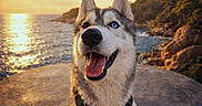 Aïko participe au concours pour gagner de l'argent avec cette photo : dog, husky, siberian_husky, canine, pet, animal, portrait, smiling, open_mouth, blue_eye, heterochromia, ears, harness, leash, rock, coast, ocean, sunset, outdoor, scenic