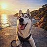 dog, husky, siberian_husky, canine, pet, animal, portrait, smiling, open_mouth, blue_eye, heterochromia, ears, harness, leash, rock, coast, ocean, sunset, outdoor, scenic