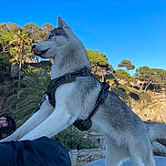 Aïko a rejoint le concours — aidez-le/la à gagner de superbes lots ! dog, husky, siberian_husky, canine, pet, animal, standing, harness, outdoors, nature, blue_sky, palm_trees, trees, garden, park, sunny, fur, fluffy, tongue, portrait