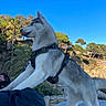 dog, husky, siberian_husky, canine, pet, animal, standing, harness, outdoors, nature, blue_sky, palm_trees, trees, garden, park, sunny, fur, fluffy, tongue, portrait