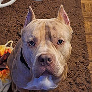 Ghost is registered to the contest to win money with this photo: alert, animal, blanket, brown, canine, carpet, closeup, companion, cute, dog, domestic, ears, floor, furniture, household, indoor, looking, pet, portrait, sitting