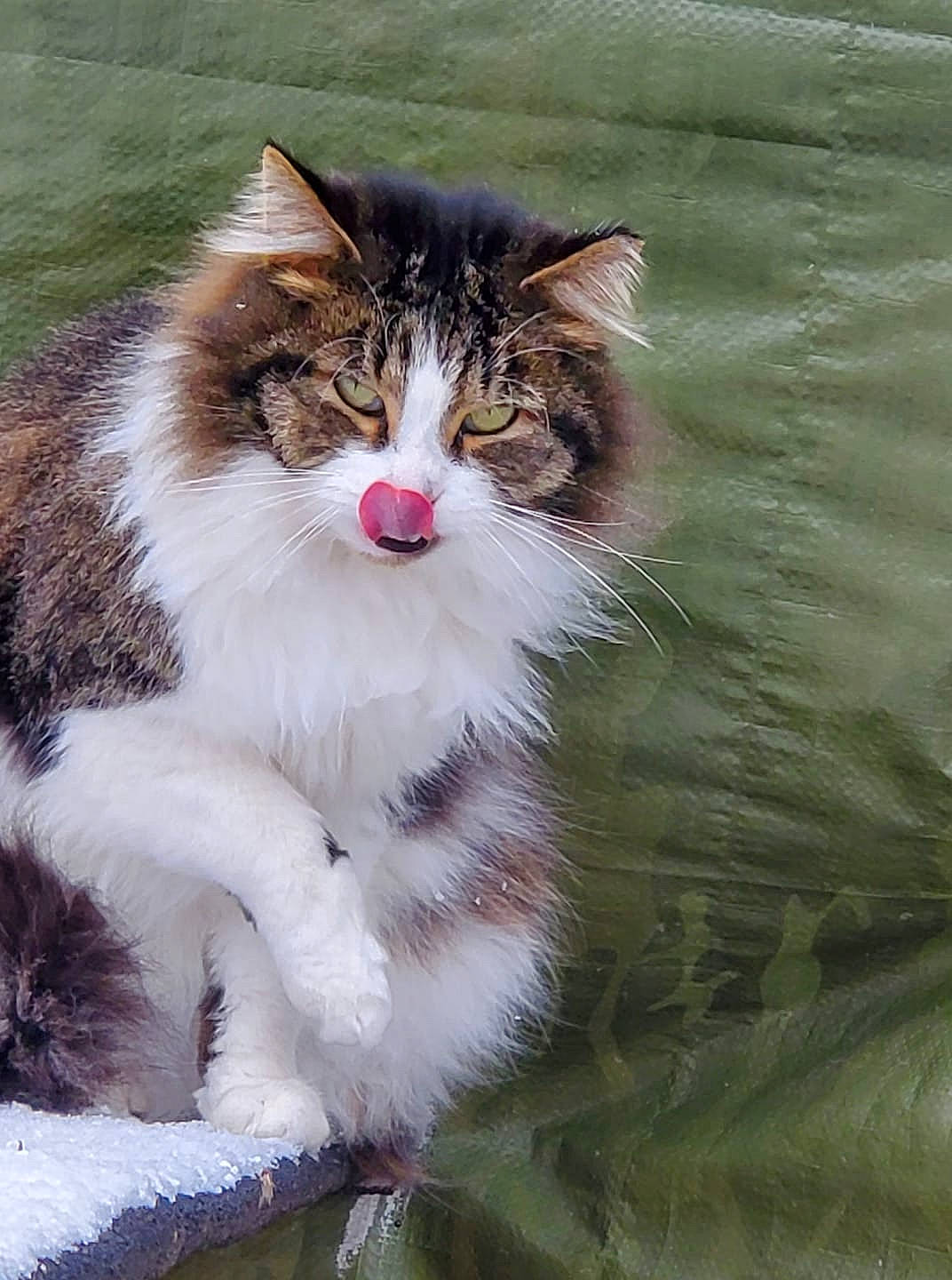 Furby joined the competition — help win amazing prizes! aegean_cat, american_wirehair, british_semi_longhair, carnivore, cat, domestic_long_haired_cat, domestic_short_haired_cat, felidae, mammal, norwegian_forest_cat, ragamuffin, siberian, small_to_medium_sized_cats, whiskers, wild_cat