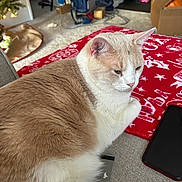 Clarence is registered to the contest to win money with this photo: cat, feline, pet, indoor, couch, blanket, holiday, christmas, smartphone, living_room, relaxed, fur, white, cream, cozy, decor, carpet, box, vacuum_cleaner, furniture