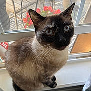 Misa joined the competition — help win amazing prizes! cat, siamese, window, windowsill, indoor, pet, animal, curious, blue_eyes, feline, whiskers, fur, closeup, portrait, domestic, screen, flowers, garden, daylight, sitting
