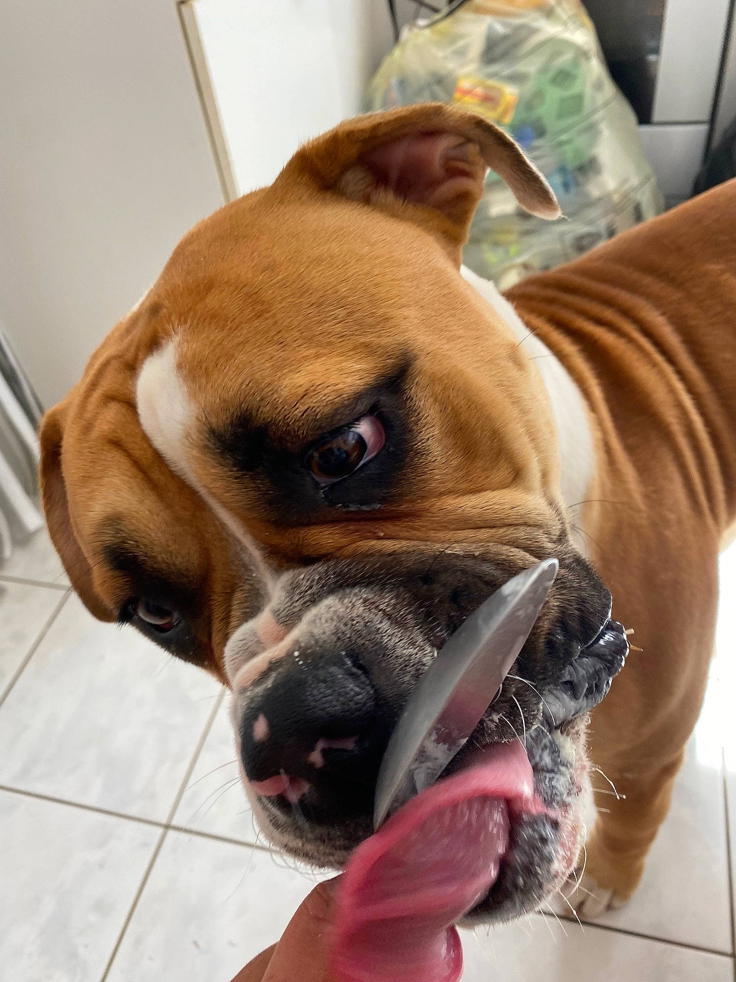 Sunshine a rejoint le concours — aidez-le/la à gagner de superbes lots ! biting, boxer, canidae, carnivore, collar, companion_dog, dog, dog_breed, dog_collar, dog_supply, fawn, liver, non_sporting_group, pet_supply, snout, sporting_group, whiskers, working_animal, working_dog, wrinkle