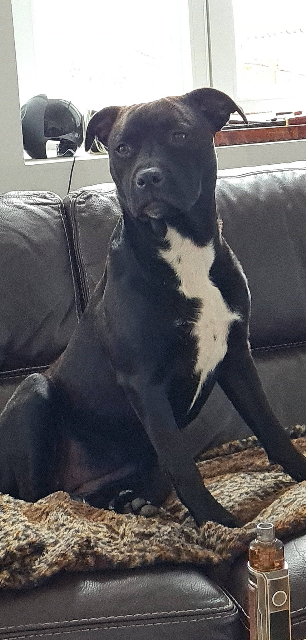 Maya participe au concours pour gagner de l'argent avec cette photo : ancient_dog_breeds, carnivore, collar, comfort, companion_dog, dog, dog_breed, dog_collar, fawn, grey, guard_dog, molosser, non_sporting_group, sitting, snout, sporting_group, terrestrial_animal, whiskers, working_animal, working_dog