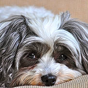 Mugzie joined the competition — help win amazing prizes! dog, close_up, resting, fluffy, gray_fur, white_fur, nose, eyes, pet, animal, cute, portrait, indoor, texture, soft, calm, laying_down, face, fur, domestic_animal